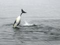 Bottlenose dolphin breaching in Tobermory